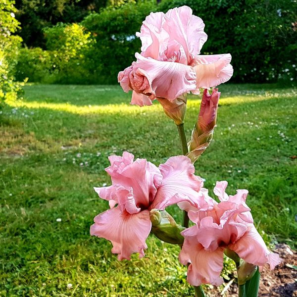 Iris Germanica 'Schoolboy Heart' I Sandborgs Trädgård