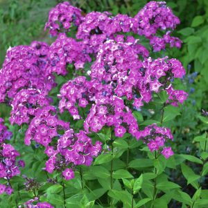 Phlox paniculata | Sandborgs Trädgård