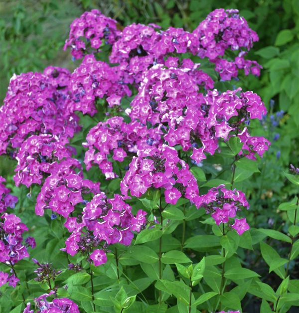 Phlox paniculata | Sandborgs Trädgård