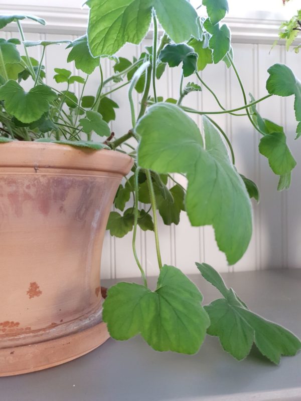 pelargon tomentosum | Sandborgs Trädgård
