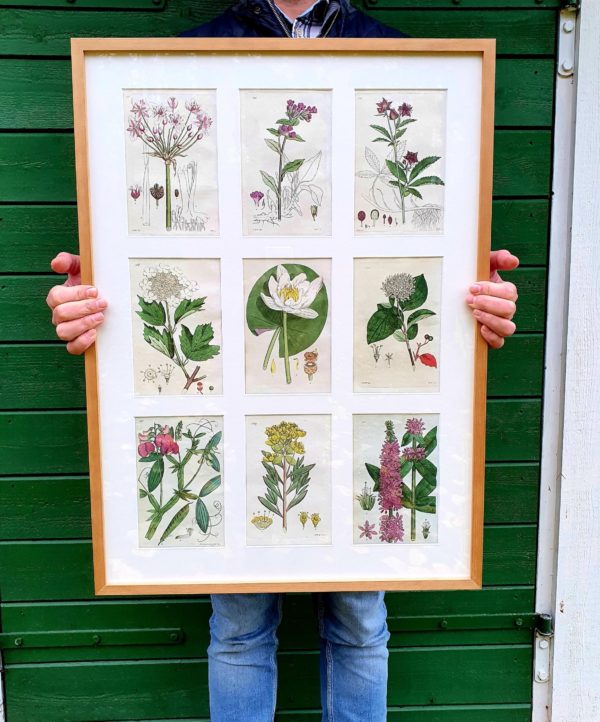 Botaniskt blad, nr 04 - Bild 3