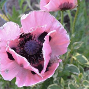 Papaver orientale | Sandborgs Trädgård