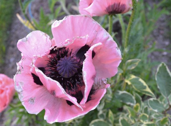 Papaver orientale | Sandborgs Trädgård