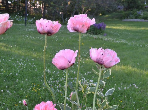 Papaver orientale | Sandborgs Trädgård