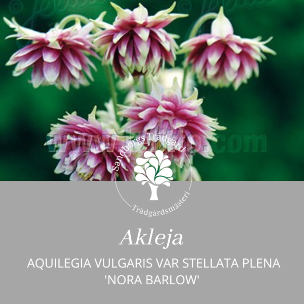 Akleja 'Nora Barlow'