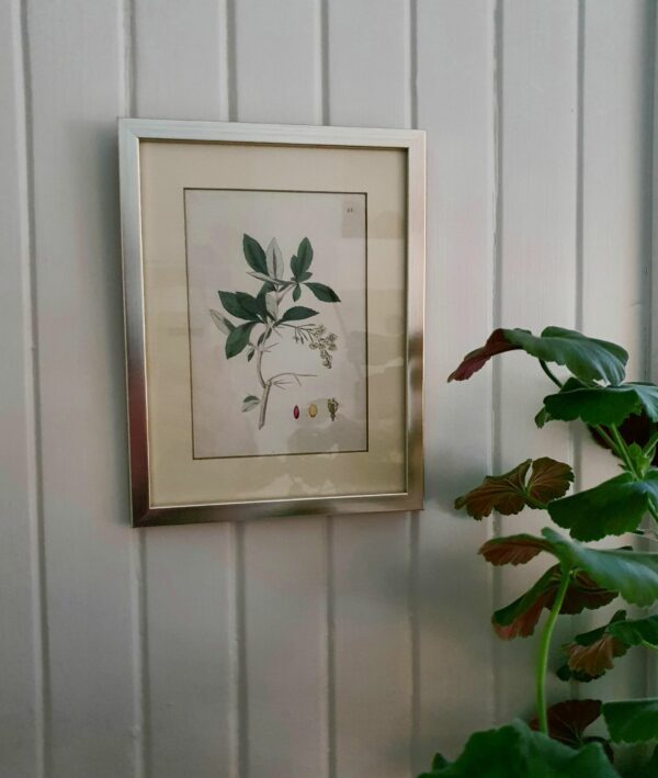 Botaniskt blad, nr 04 - Bild 2