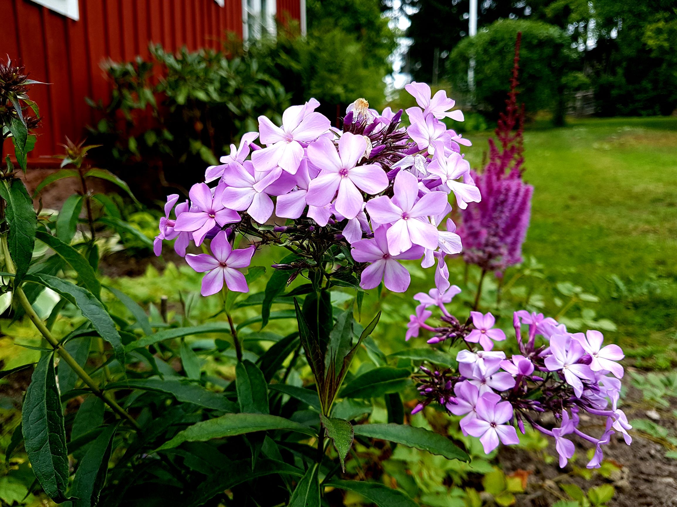 flox alma jansson | Sandborgs Trädgård