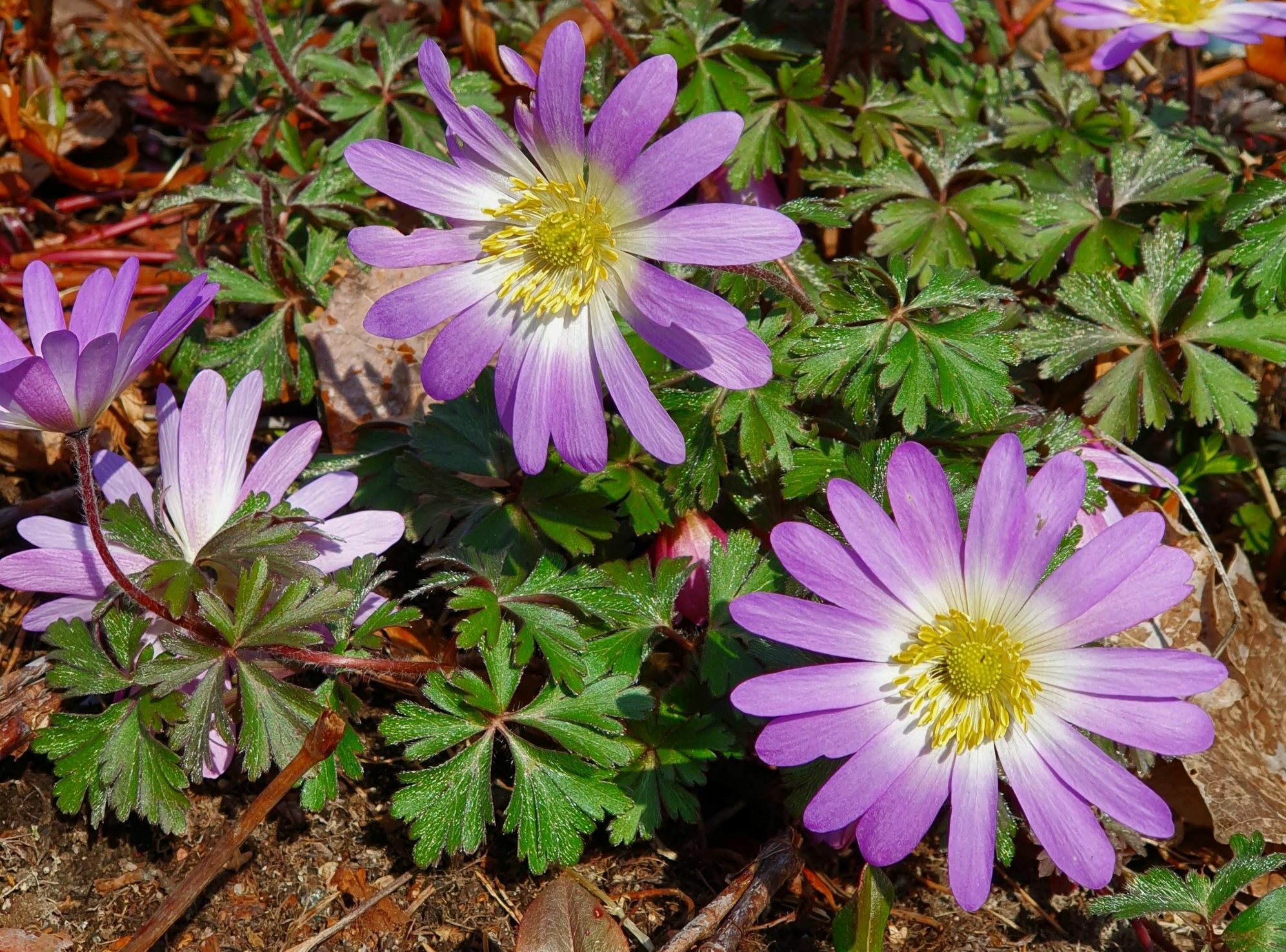 anemone blanda