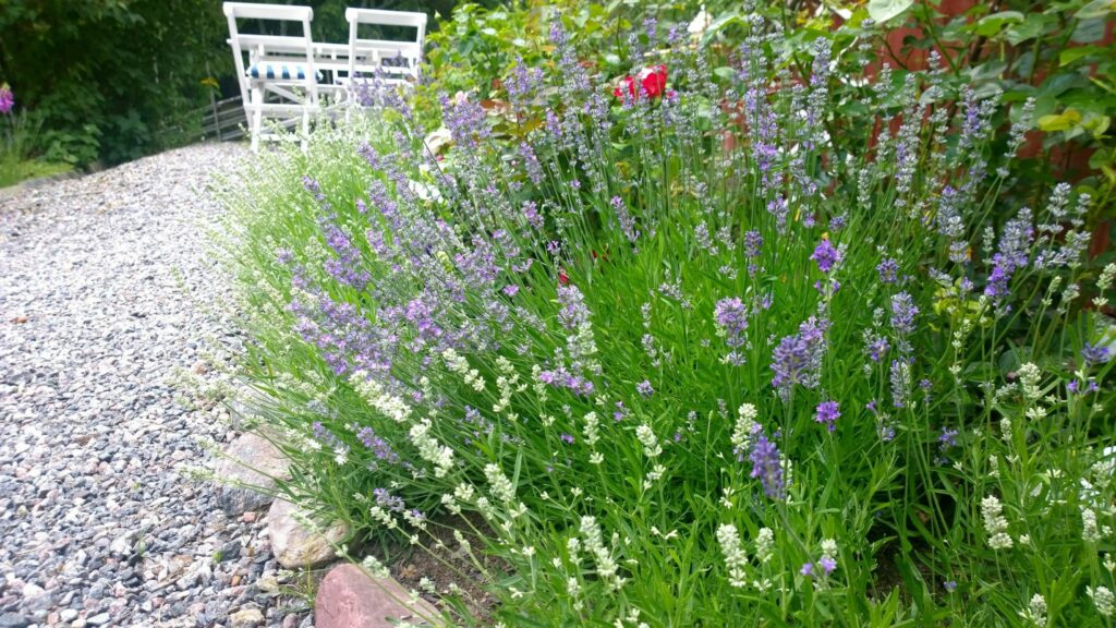 Växtporträtt: Lavendel