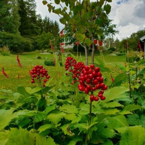 Actea rubra | Sandborgs Trädgård