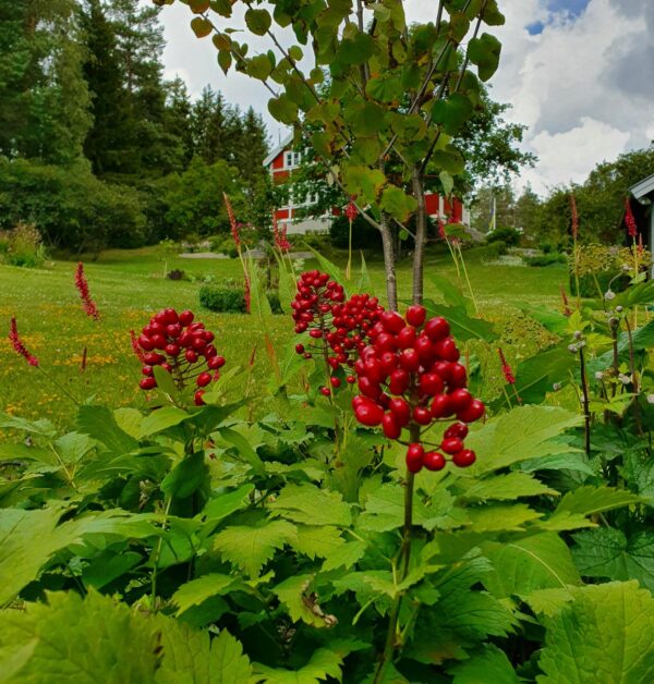 Actea rubra | Sandborgs Trädgård