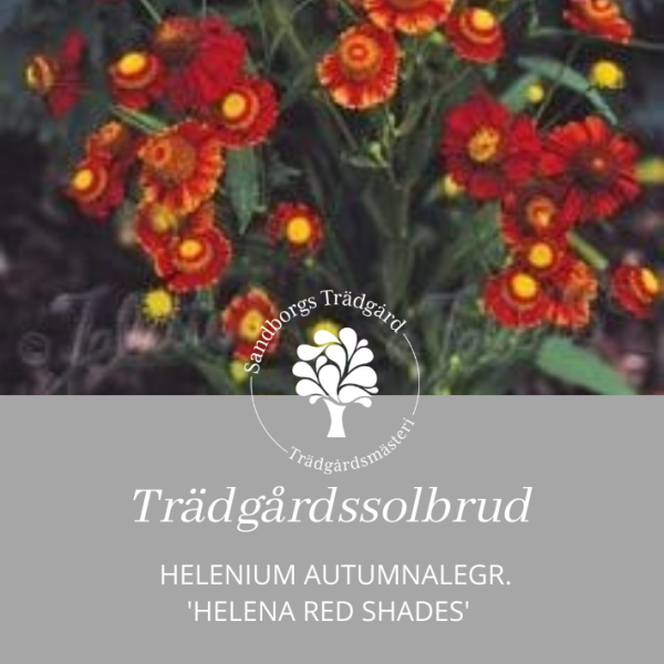 Helenium | Sandborgs Trädgård
