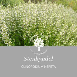 Stenkyndel | Sandborgs Trädgård