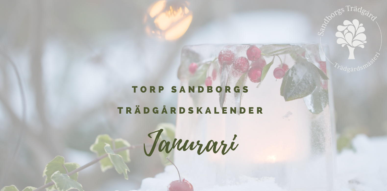 Trädgårdskalender januari | Sandborgs Trädgård