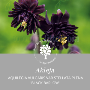 Akleja 'Black Barlow'