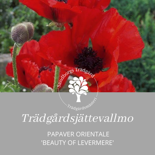 Trädgårdsjättevallmo 'Beauty of Livermere'