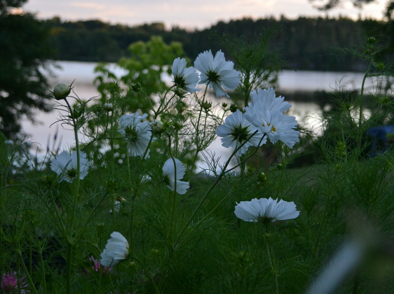 Rosenskära | Sandborgs Trädgård