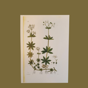 Botaniskt blad | Sandborgs Trädgård