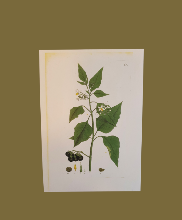 Botaniskt blad | Sandborgs Trädgård