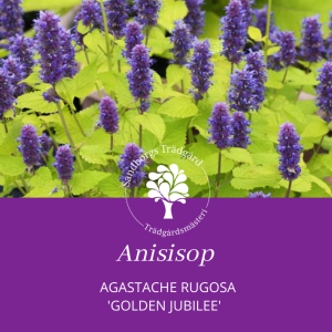 Anisisop | Sandborgs Trädgård
