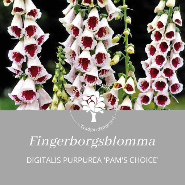 Fingerborgsblomma | Sandborgs Trädgård