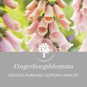 Fingerborgsblomma | Sandborgs Trädgård