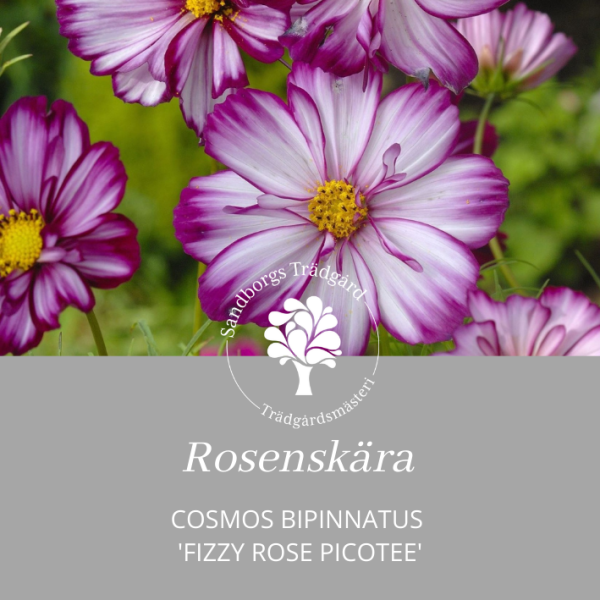 Rosenskära | Sandborgs Trädgård