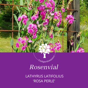 Rosenvial | Sandborgs Trädgård