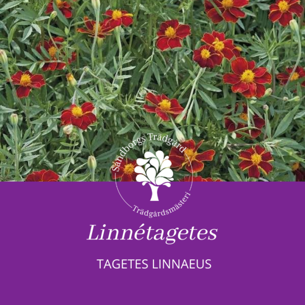 Linnétagetes | Sandborgs Trädgård