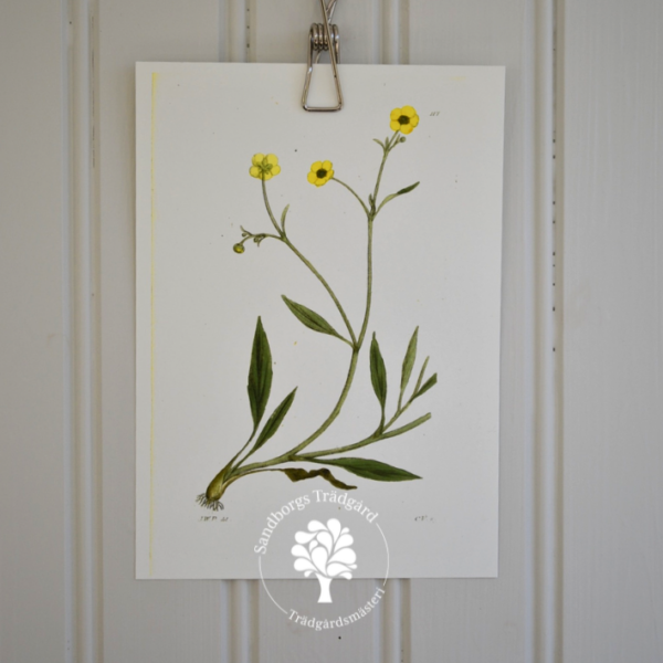 Botaniskt blad, nr 30