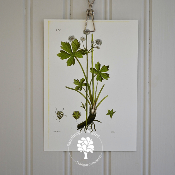 Botaniskt blad, nr 31