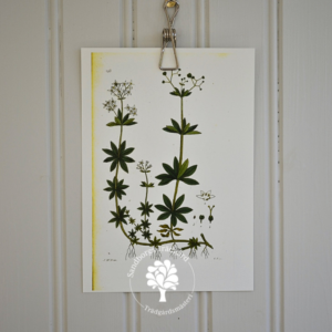 Botaniskt blad, nr 32