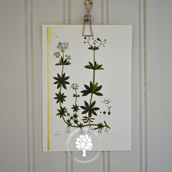 Botaniskt blad, nr 32