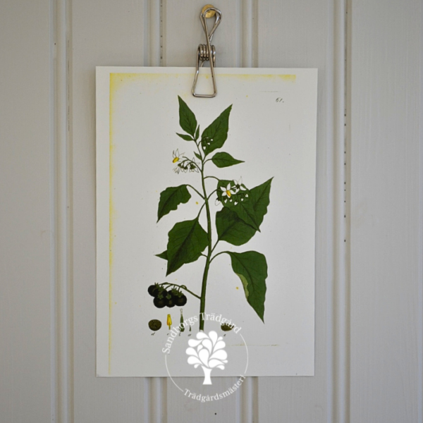 Botaniskt blad, nr 33