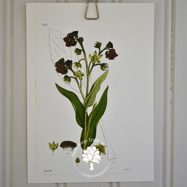 Botaniskt blad, nr 34