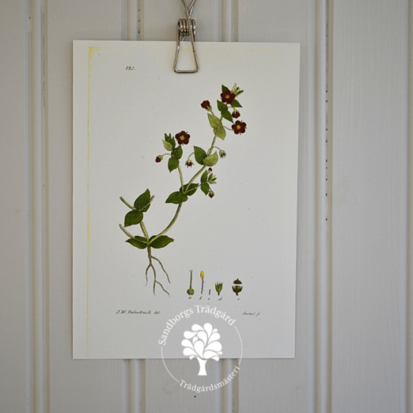 Botaniskt blad, nr 35