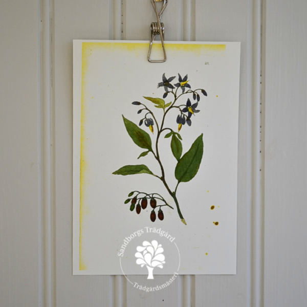 Botaniskt blad, nr 36