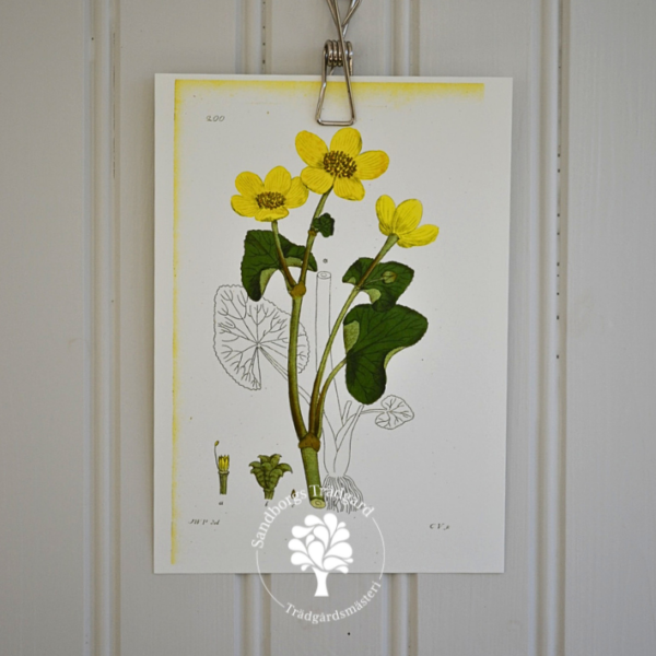 Botaniskt blad, nr 37