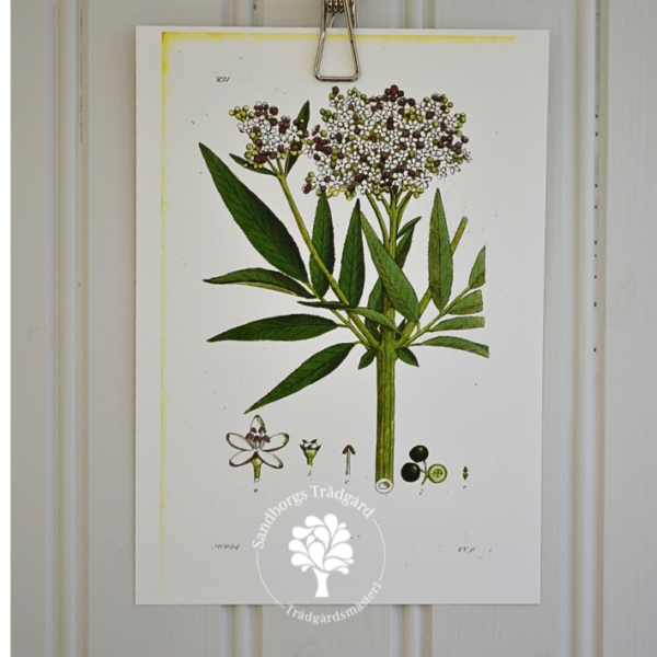 Botaniskt blad, nr 38