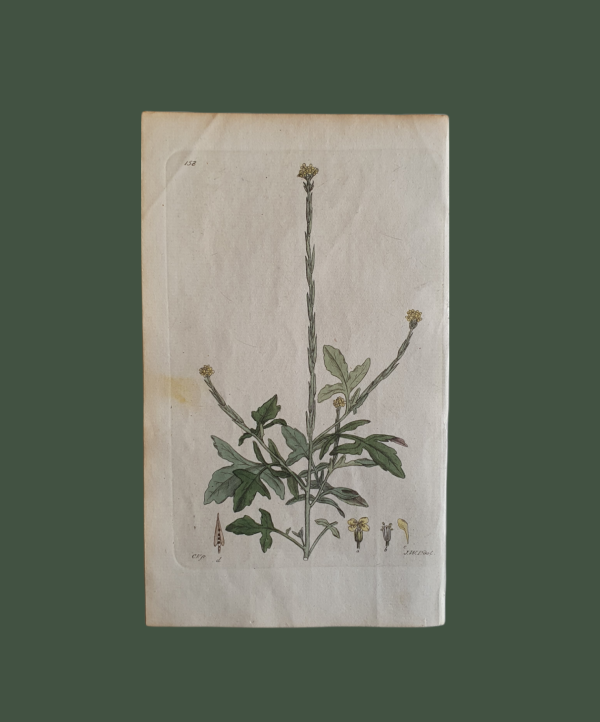 Botaniskt blad