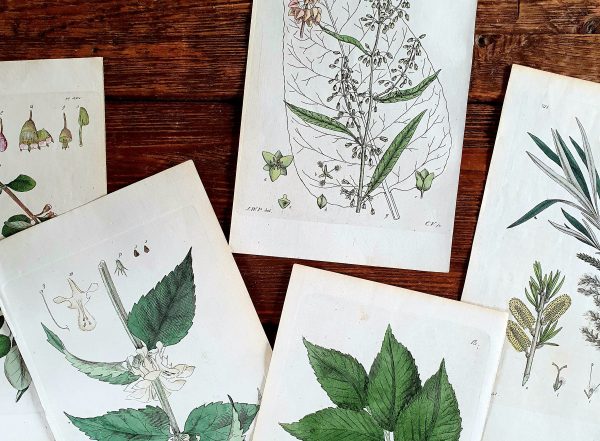 Botaniska blad | Sandborgs Trädgård