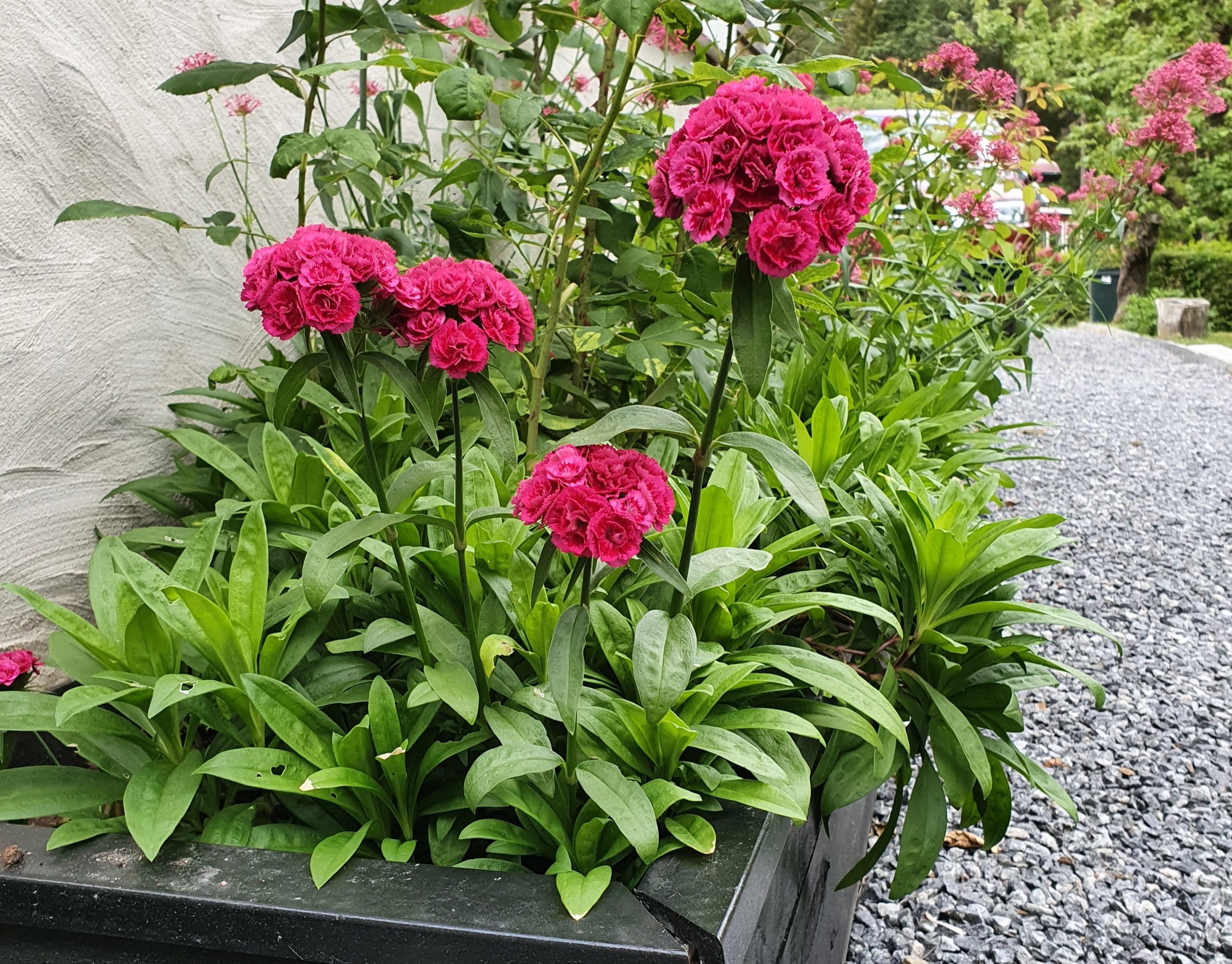 dianthus barbatus | Sandborgs Trädgård