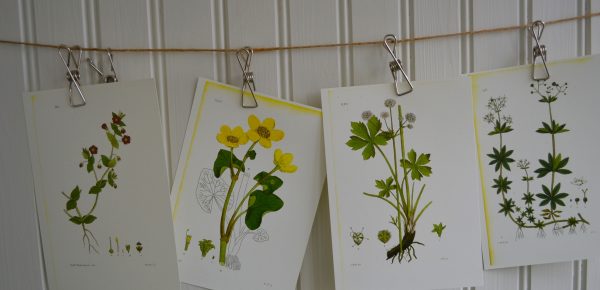Botaniskt blad, nr 34 - Bild 4