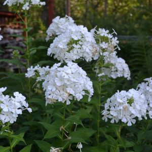 phlox paniculata | Sandborgs Trädgård