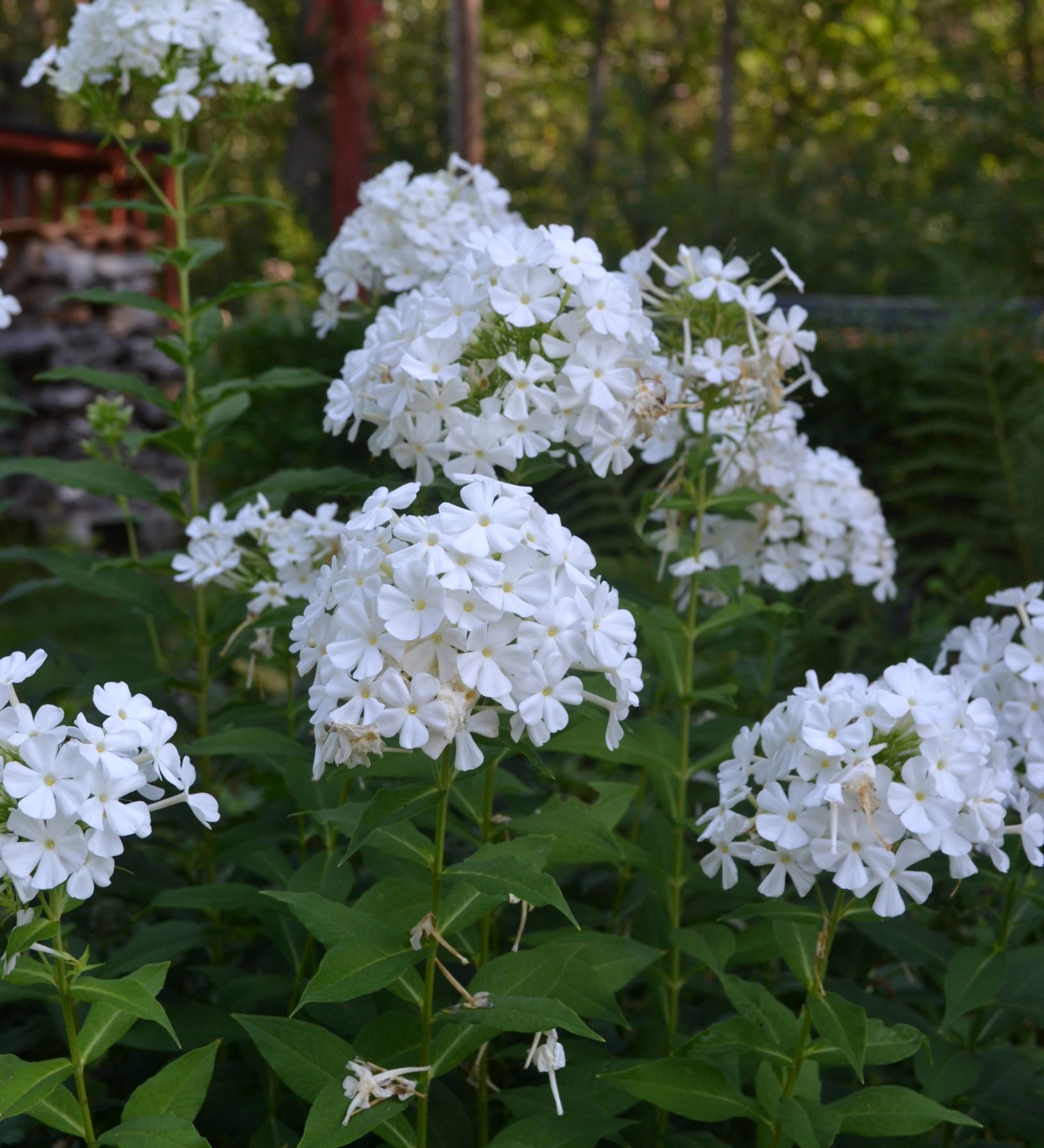 phlox paniculata | Sandborgs Trädgård