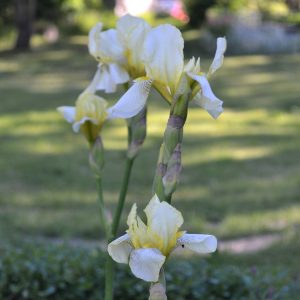 iris germanica | Sandborgs Trädgård