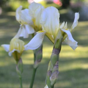 iris germanica | Sandborgs Trädgård