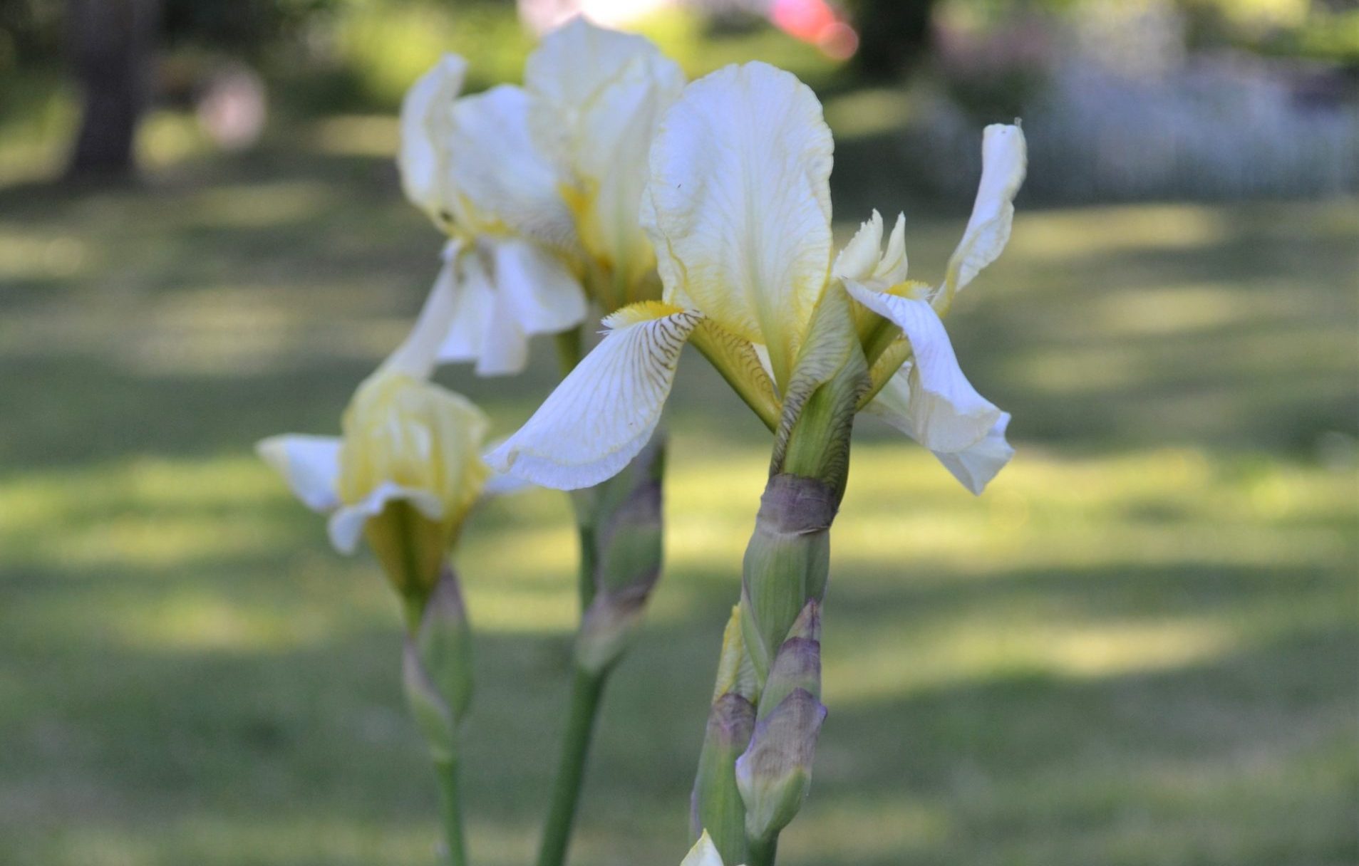 iris germanica | Sandborgs Trädgård