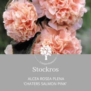 stockros | Sandborgs Trädgård