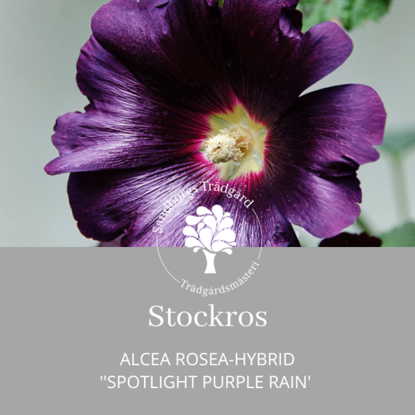 Stockros 'Spotlight Purple Rain